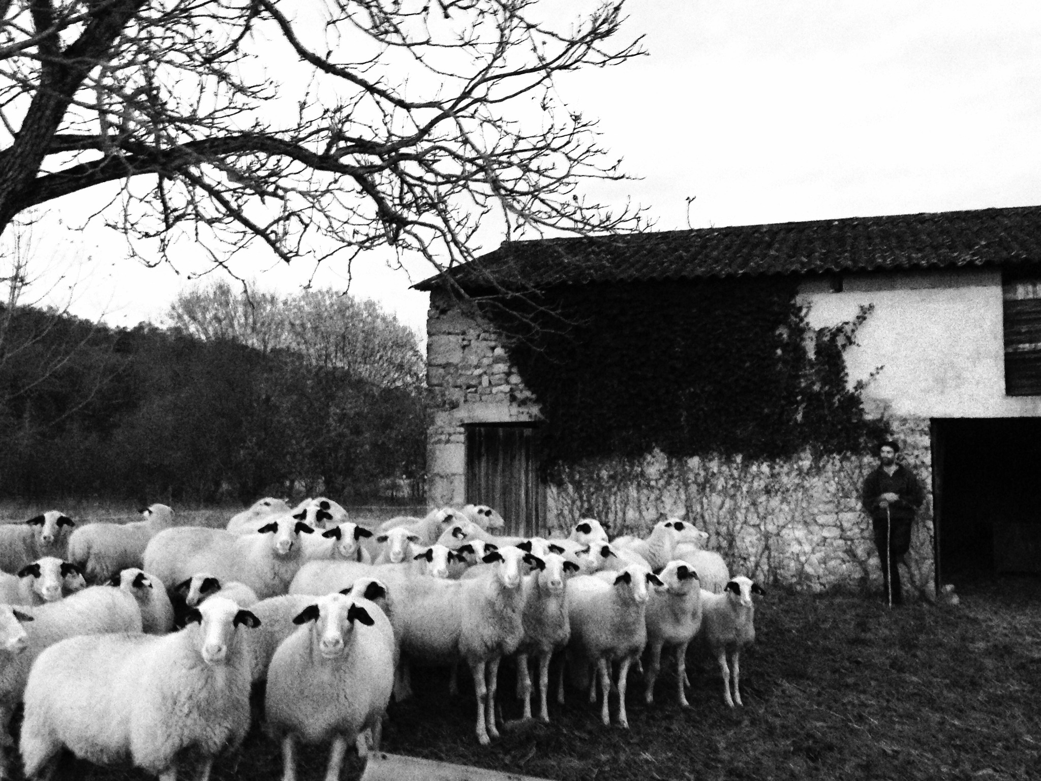 Moutons Clément